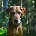 Kleine Bio Tiefenbach Otel Schladming