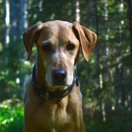 Kleine Bio Tiefenbach Hotel Schladming