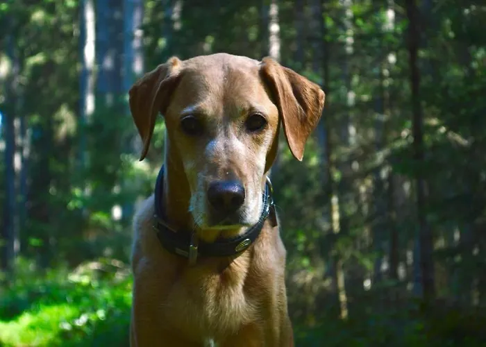 Kleine Bio Tiefenbach Szálloda Schladming
